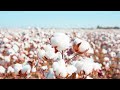 Cotton 4K