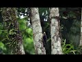 Backyard Birdwatching in LIMON Costa Rica 🌴 The garden & bird feeder 🦜 Wonders of CR Episode 1