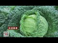 【Agricultural Technology】20171120 | CCTV Agriculture
