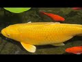 Sleeping Shih Tzu Finally Wakes Up 😴😊 | Backyard Pond With Large Koi and Goldfish 💦🐟