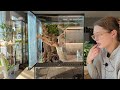 Easy vivarium build | set up a bioactive terrarium for my crested gecko with me