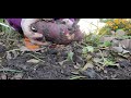 Harvesting Sweet Potatoes in my garden