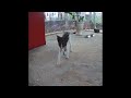 🐱😹 Funniest Dogs and Cats 😹🤣 Funny And Cute Animal Videos 2024 # 17
