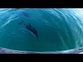 Swimming With Dusky Dolphins In Kaikoura New Zealand