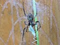 Garden spider eating grasshopper