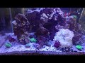 Saltwater aquarium with new additions! Anemone's, Hammer's, Zoanthids, Bubble Coral