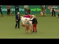 Group Judging (Hound) and Presentation | ​Crufts 2023