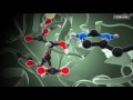 How Enzymes Work (from PDB-101)