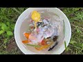 Amazing Catch Colorful Tiny Ornamental Turtles, Three Tailed Fish, Zebrafish, Catfish, Koi, Guppies