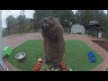 Fat groundhog steals my banana, then stands on my picnic table, mocking me eating in front of camera