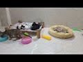 The ULTIMATE Cat and Dog Videos!😹FUNNIEST Pets😻🐈