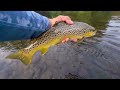 Fishing For Holdover Trout Brodhead Creek ( PA )  7 / 21 / 2024
