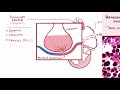 An Osmosis Video: Congestive Heart Failure (CHF) Explained