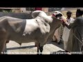 PRINCE2🔥🔥||Unloading Video||Athra Dand||Geo Wacha||king Of Bulls||Masha Allah|Home qurbani|Ch Atta