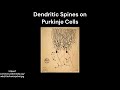 Nobel Controversies: Golgi vs Ramon y Cajal