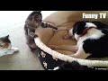Es peligroso mirar Puedes morir de la risa!!! Gatos vs Perros - ¿Quién gana?