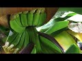 Dwarf banana tree