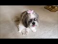 Adorable Shih Tzu Loves Fruit as a Treat 😋🍓🫐 | Sweet 15 Year Old Lacey Dog ❤️🐾
