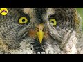 The most beautiful birds in the World 4K / The healing power of bird sounds  + Relaxing music