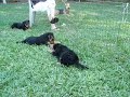 Airedale puppies 8 wks, fussing over dug hole!