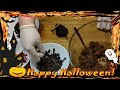 Edible spiders - Halloween snack - no-bake recipe (trick or treat) - WOW Yummyyy