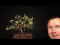 How To Make a Bonsai Tree - Summer Cutback