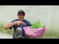 No need for a garden, Growng Water Spinach without watering