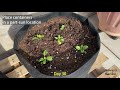 How to Grow Spinach in Containers from Seed