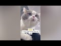 You Laugh You Lose 😍 Funniest Cats and Dogs 2024 😸🐶