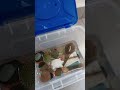 mostrando a mis tortugas créditos a @eldexcurioso5263