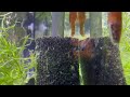 All my AQUARIUMS and Upcoming Experiments