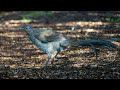 Lyrebird song