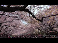 歓声あがる上野公園桜吹雪、美しい日本の風景。Beautiful Japanese scenery,Cherry blossoms blizzard in Ueno Park.