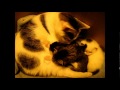Mockie mit ihren 3 Katzenbabys,sind jetz 2 Wochen Alt,Süss