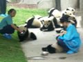 Feeding the Baby Pandas