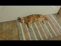 cat tries not to fall asleep