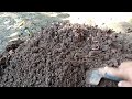 Cacing tanah Bermanfaat atau merugikan tanaman kita, ini buktinya...