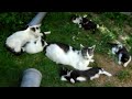 Lovely Big Cat Family: Kitten Garden