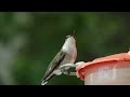 Ruby Throated Hummingbird Female.