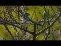 Sedge warbler,Singing,Sivsanger,Камышовка-барсучок,Phragmite des joncs,Schilfrohrsänger,Rietzanger