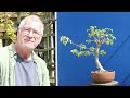 How I get the MOST from my Trident Maple Bonsai (Summer Pruning Tips)