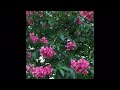 Цветущий розовый каштан | Blooming pink chestnut  #Shorts