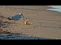 Gull Playing with Jar Union Beach NJ