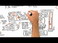 RSA ANIMATE: Changing Education Paradigms