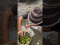 Catching Crab Near Mangrove forest After Water Low Tide |  BONG VATH | #fishinglife #seafood