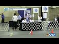 AKC Rally National Championship! AKC.TV Ring 1 and Ring 8