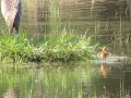 Day-old sandhill crane babies discover water