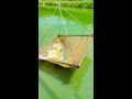 The best fishing Gold Japanese fishing movie, Nets fishing trap fishing, A lots of Throwing fishing,