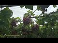 Grape Farm 🍇 🍇Kambam Theni  മുന്തിരി  #grapefarm #avanthikavlogs
