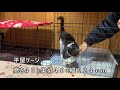 猫・ペットケージDIY。ダイソー100均ワイヤーネットで作る子猫ケージ（基本編）！丈夫に作るコツを伝授。猫・保護猫活動に役立つ様々なサイズのケージを紹介！美らの家